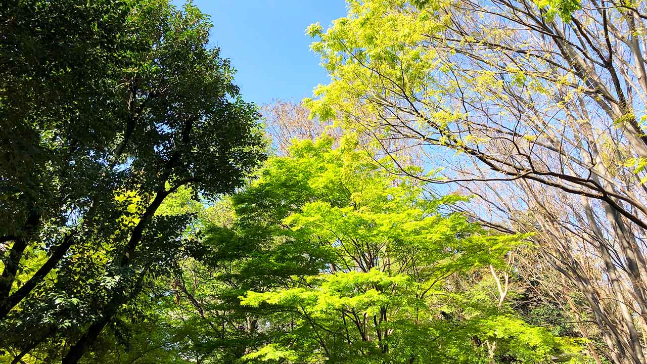 休日に森林公園を歩く2