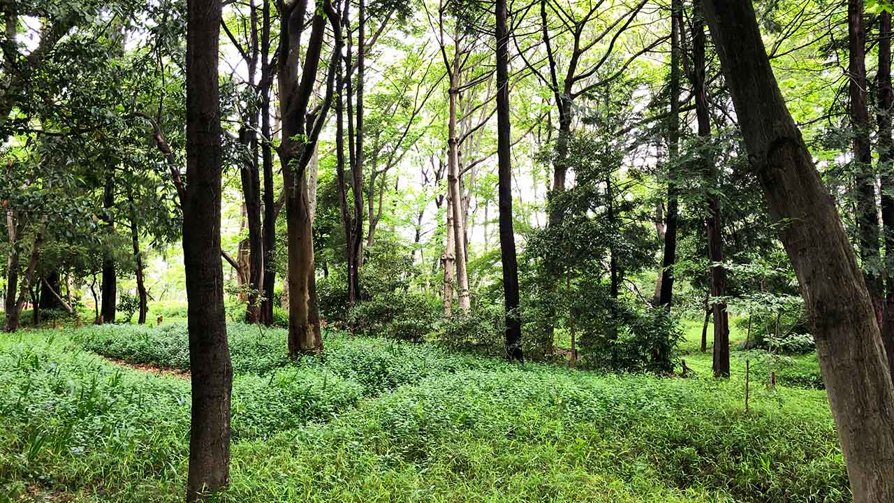 休日に森林公園を歩く